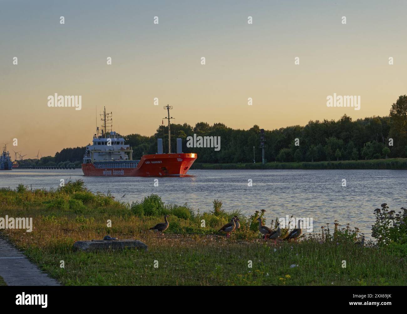 Le trafic maritime se dirige vers le nord dans la soirée sur le canal de Kiel et les oies sauvages sur le rivage. Breiholz, Schleswig-Holstein, Allemagne, Europe Banque D'Images