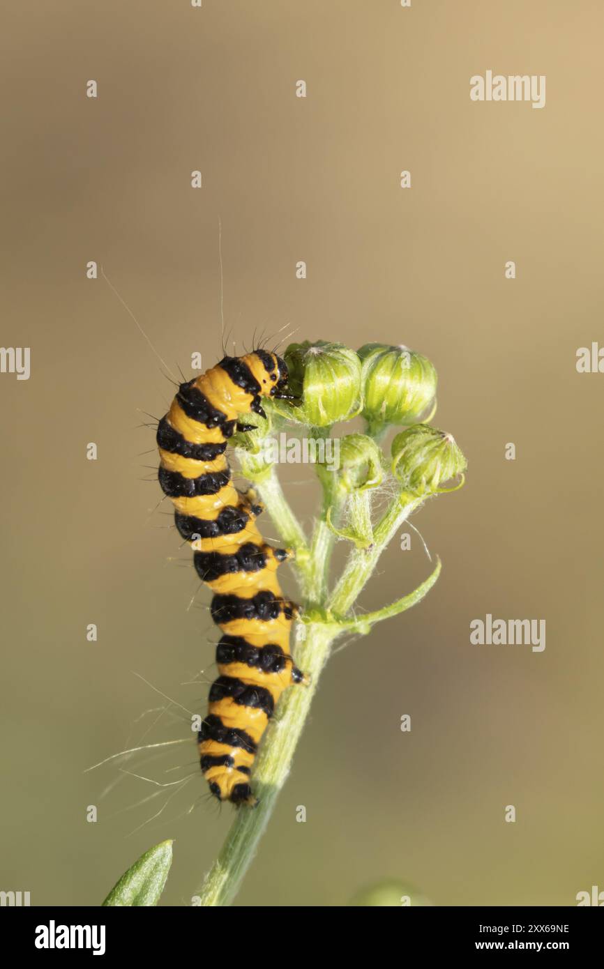 Teigne du cinabre (Tyria jacobaeae) chenille adulte se nourrissant d'une fleur de Ragwort, Suffolk, Angleterre, Royaume-Uni, Europe Banque D'Images