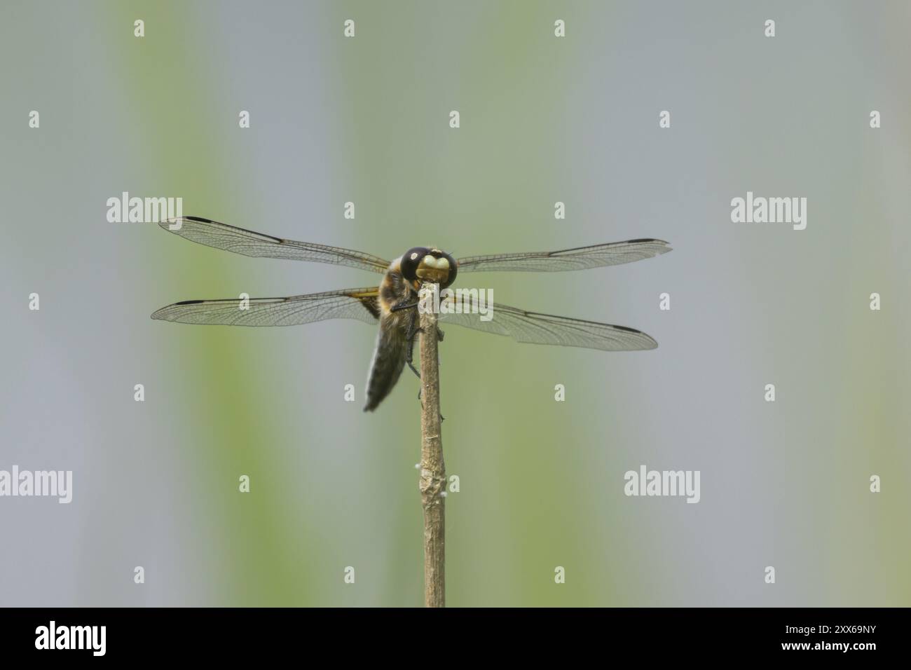 Quatre insectes adultes chasseurs tachetés (Libellula quadrimaculata) reposant sur une tige de plante, Suffolk, Angleterre, Royaume-Uni, Europe Banque D'Images