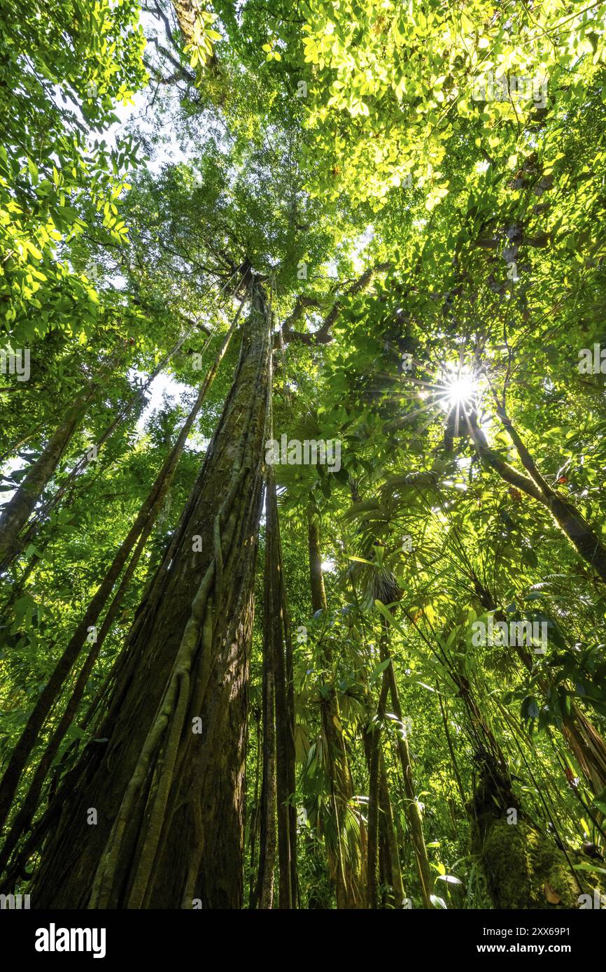 Végétation dense dans la forêt tropicale humide, racines d'une figue étrangleuse sur un arbre, vue vers le haut, étoile du soleil, parc national du Corcovado, Osa, Puntarena Provi Banque D'Images