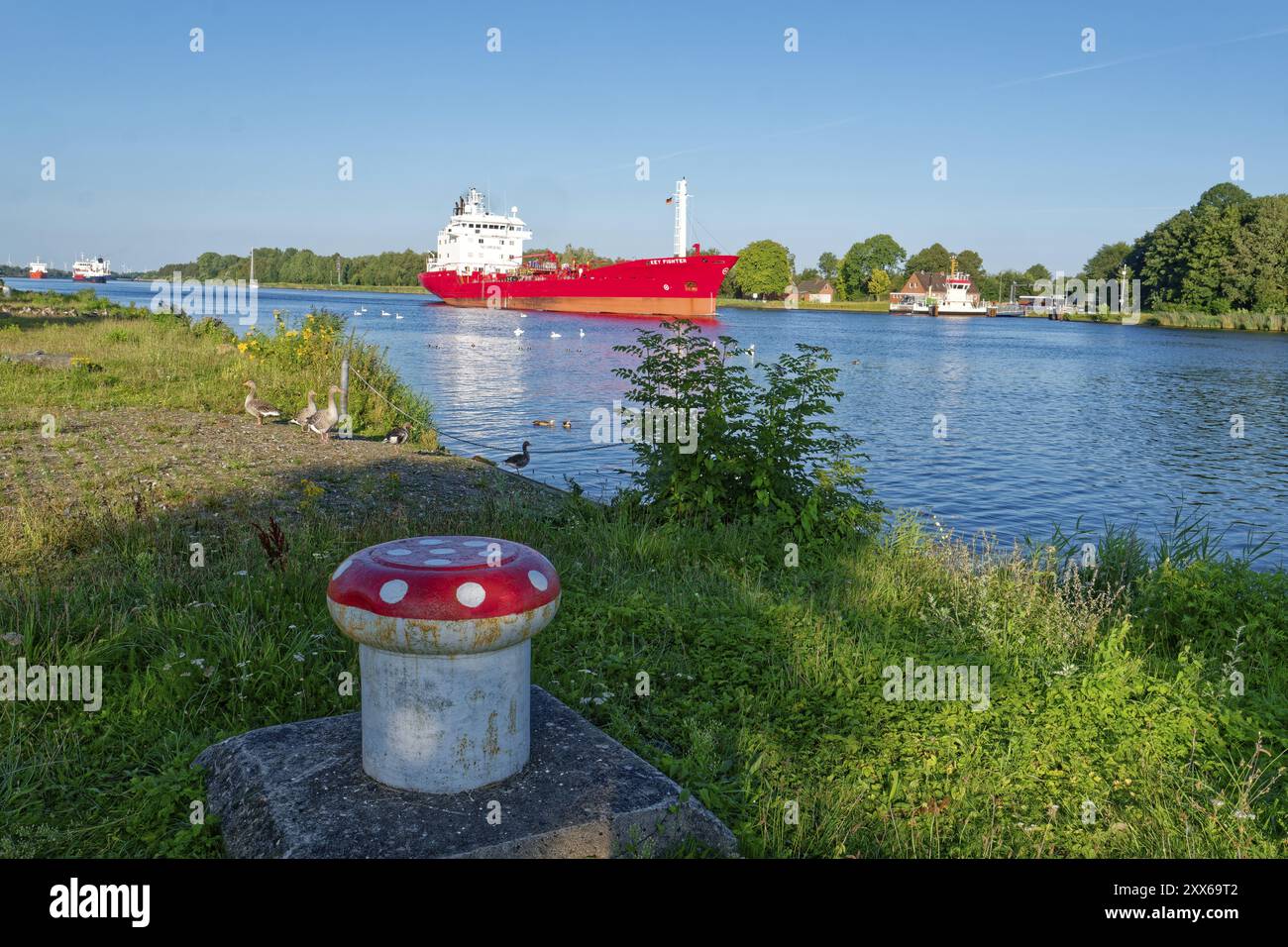 Le trafic maritime se dirige vers le nord dans la soirée sur le canal de Kiel et les oies sauvages sur le rivage. Breiholz, Schleswig-Holstein, Allemagne, Europe Banque D'Images