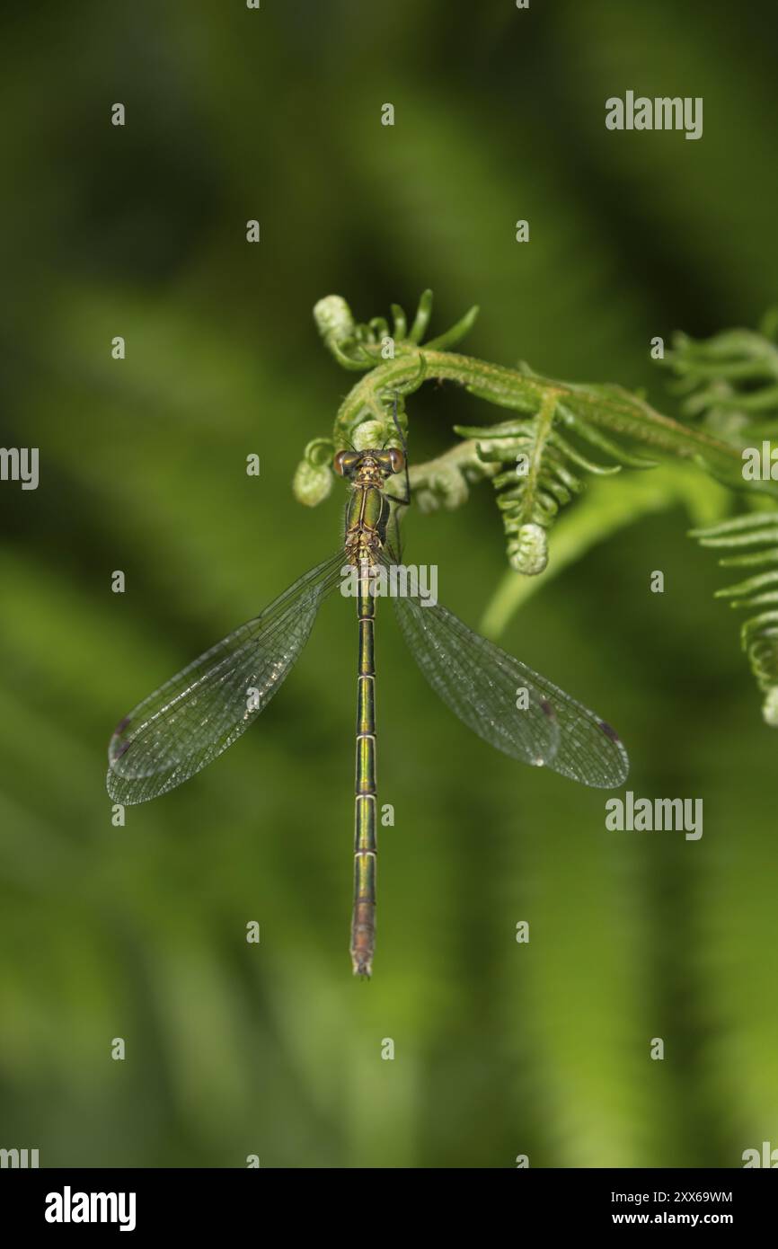 Insecte femelle adulte de la demoiselle émeraude (Lestes sponsa) reposant sur une feuille de Bracken, Suffolk, Angleterre, Royaume-Uni, Europe Banque D'Images