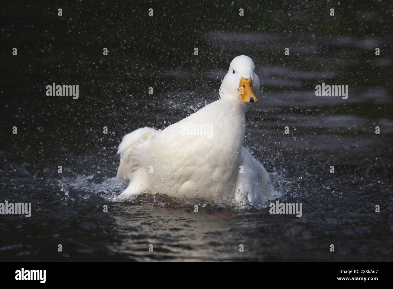 pekin blanc (Anas platyrhynchos domesticus) canard domestiqué oiseau de ferme baignant dans un lac, Angleterre, Royaume-Uni, Europe Banque D'Images