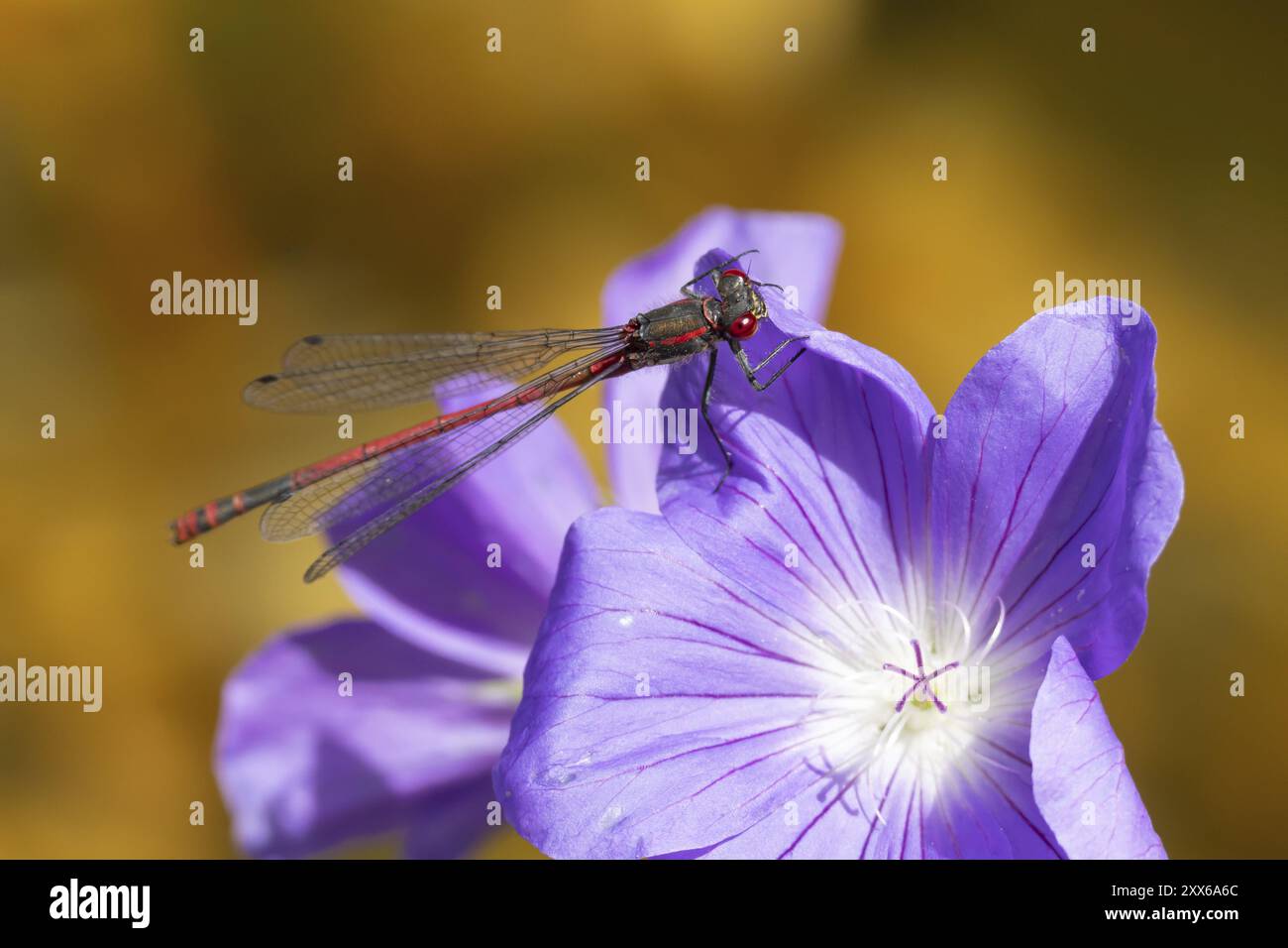 Grande mouche rouge (Pyrrhosoma nymphula) insecte adulte reposant sur une fleur de géranium de jardin bleu, Suffolk, Angleterre, Royaume-Uni, Europe Banque D'Images