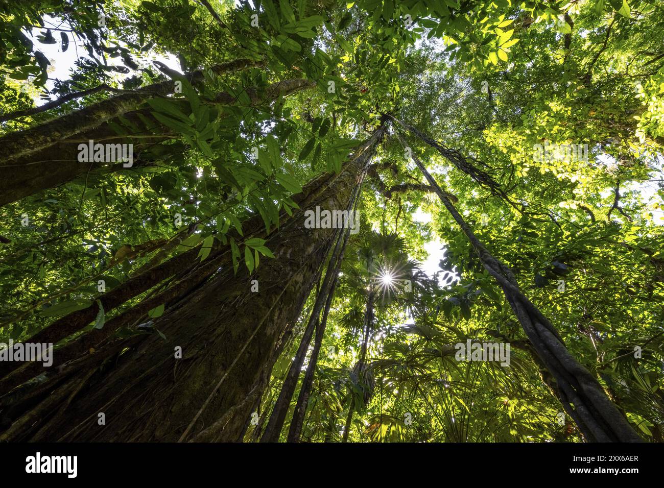 Végétation dense dans la forêt tropicale humide, racines d'une figue étrangleuse sur un arbre, vue vers le haut, étoile du soleil, parc national du Corcovado, Osa, Puntarena Provi Banque D'Images