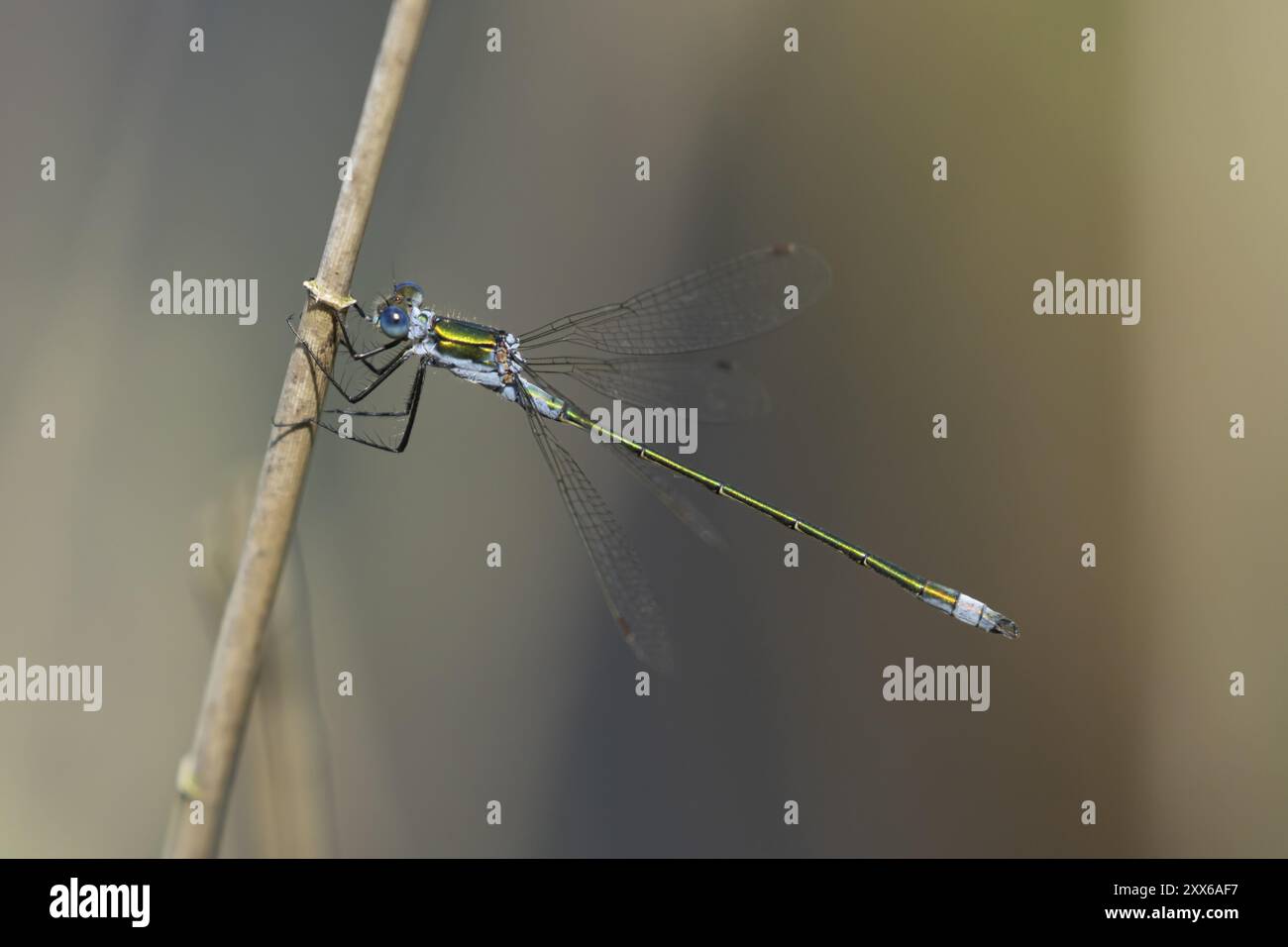 Insecte mâle adulte de demoiselle émeraude (Lestes sponsa) reposant sur une tige de plante, Suffolk, Angleterre, Royaume-Uni, Europe Banque D'Images
