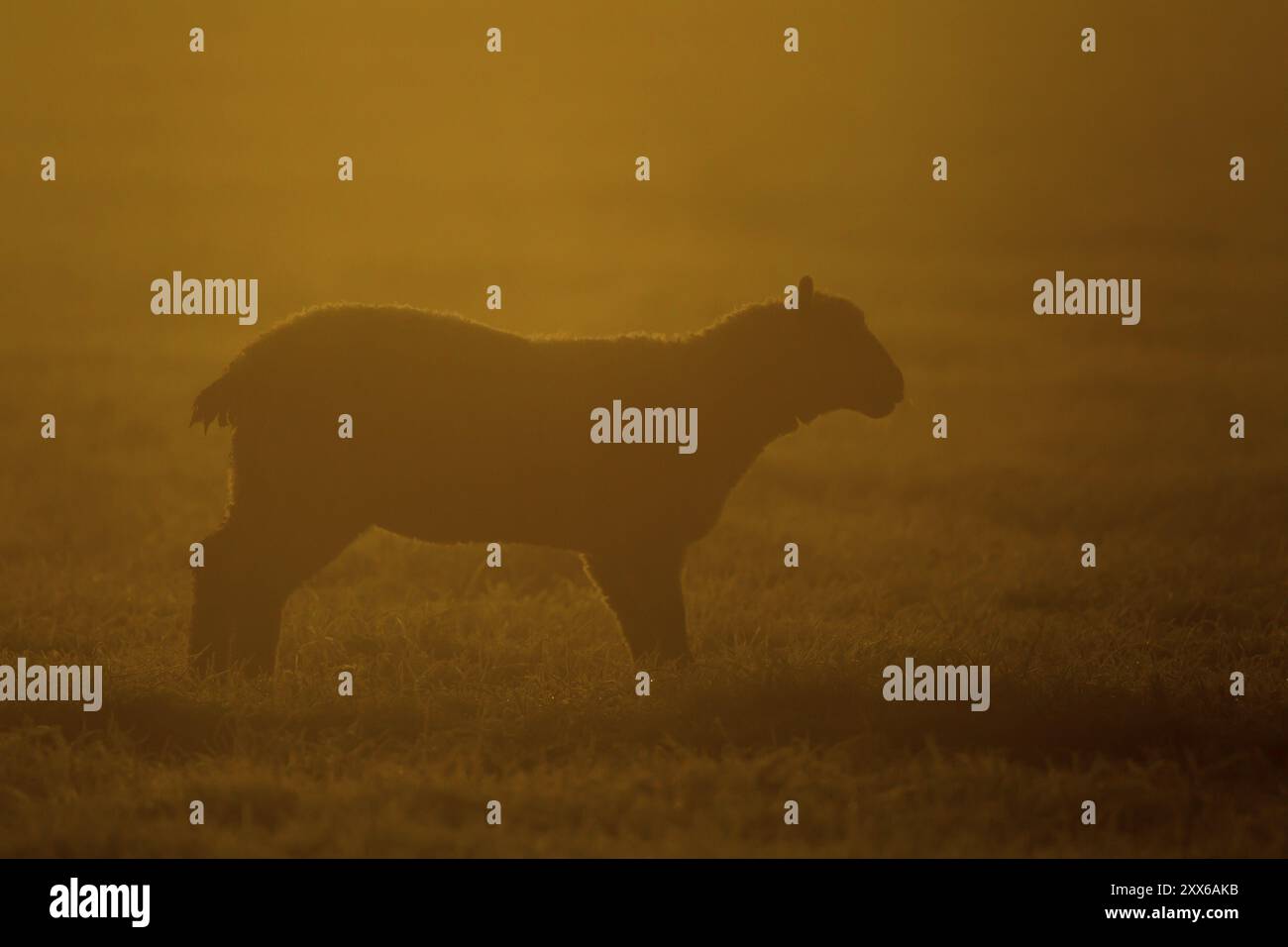 Mouton domestique (Ovis aries) animal adulte de ferme de brebis debout dans un champ d'herbe rétro-éclairé au coucher du soleil, Angleterre, Royaume-Uni, Europe Banque D'Images