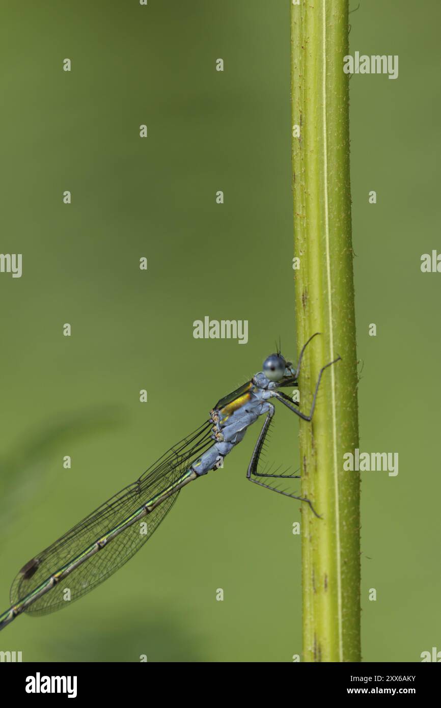 Insecte mâle adulte de demoiselle émeraude (Lestes sponsa) reposant sur une tige de plante, Suffolk, Angleterre, Royaume-Uni, Europe Banque D'Images