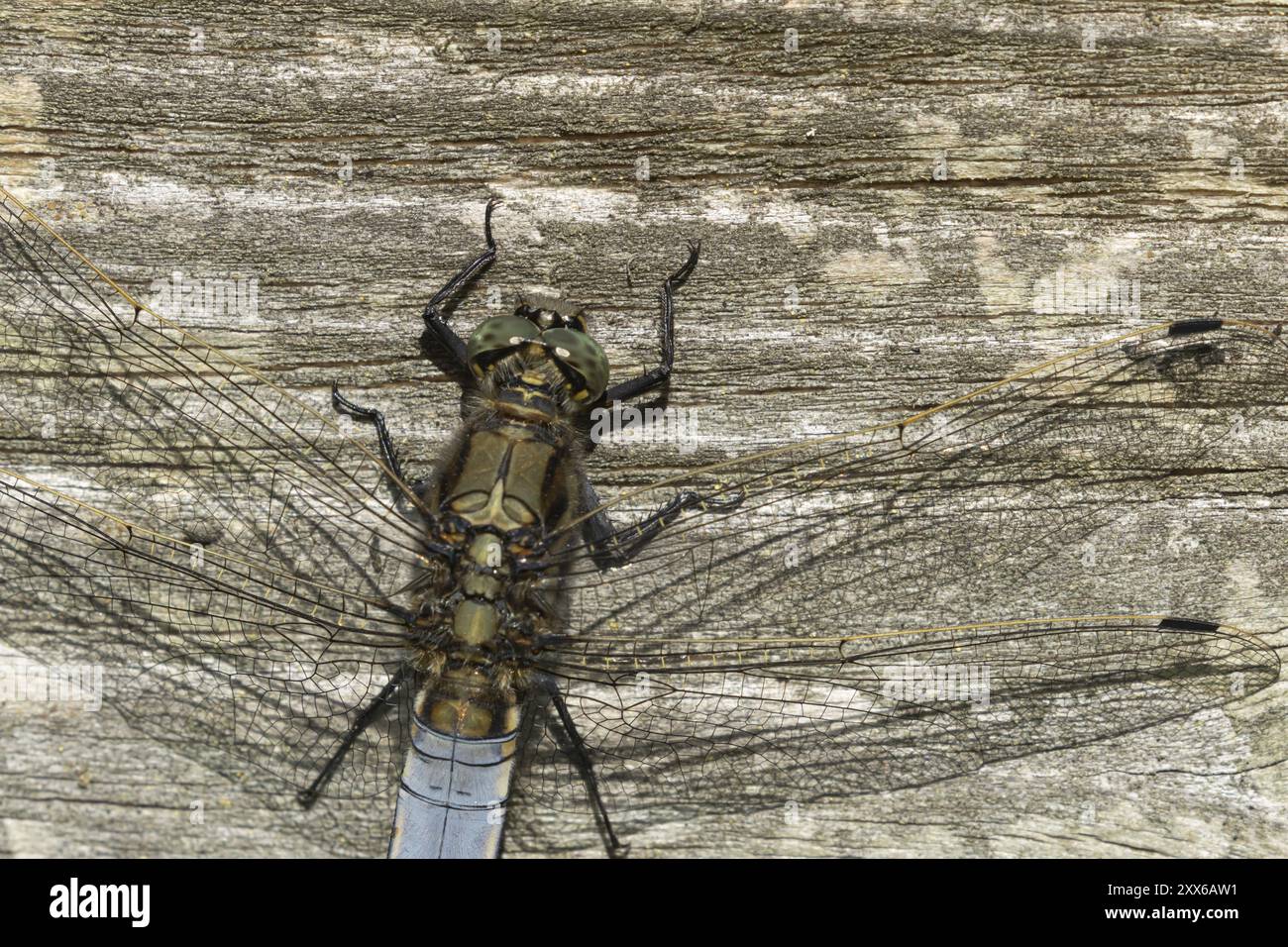 Libellule chasseuse large (Libellula depressa) insecte adulte reposant sur une clôture, Suffolk, Angleterre, Royaume-Uni, Europe Banque D'Images