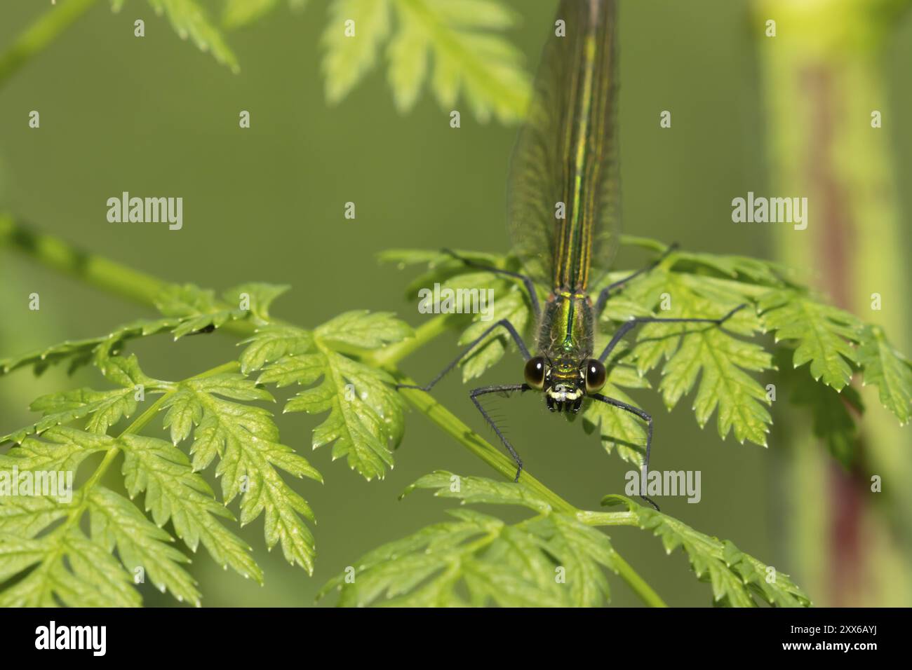 Demoiselle damselfly (Calopteryx splendens) insecte femelle adulte reposant sur une feuille en été, Suffolk, Angleterre, Royaume-Uni, Europe Banque D'Images