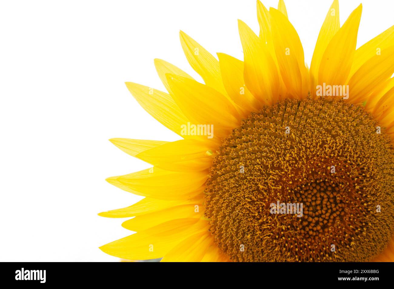 Gros plan sur le tournesol jaune rétroéclairé. Fond blanc Banque D'Images