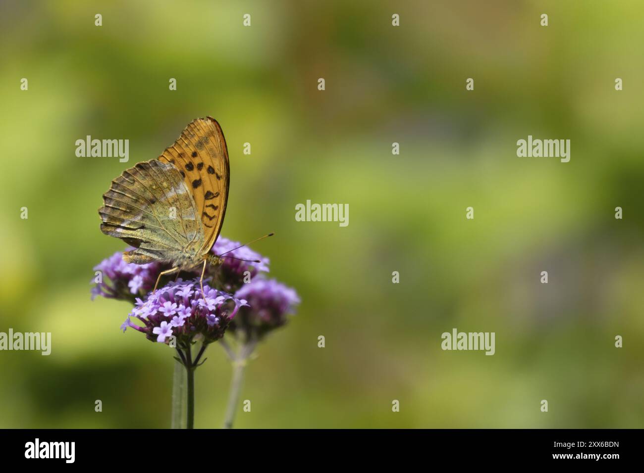 Papillon fritillaire lavé à l'argent (Argynnis paphia) insecte adulte se nourrissant sur une fleur de verveine de jardin pourpre, Suffolk, Angleterre, Royaume-Uni, Europe Banque D'Images