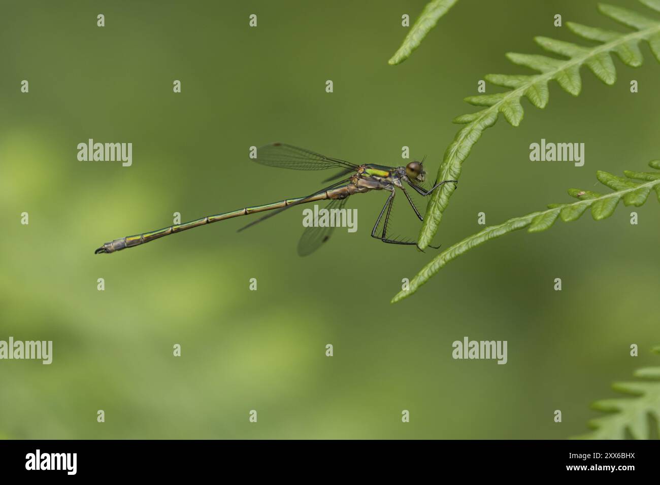 Insecte femelle adulte de la demoiselle émeraude (Lestes sponsa) reposant sur une feuille de Bracken, Suffolk, Angleterre, Royaume-Uni, Europe Banque D'Images