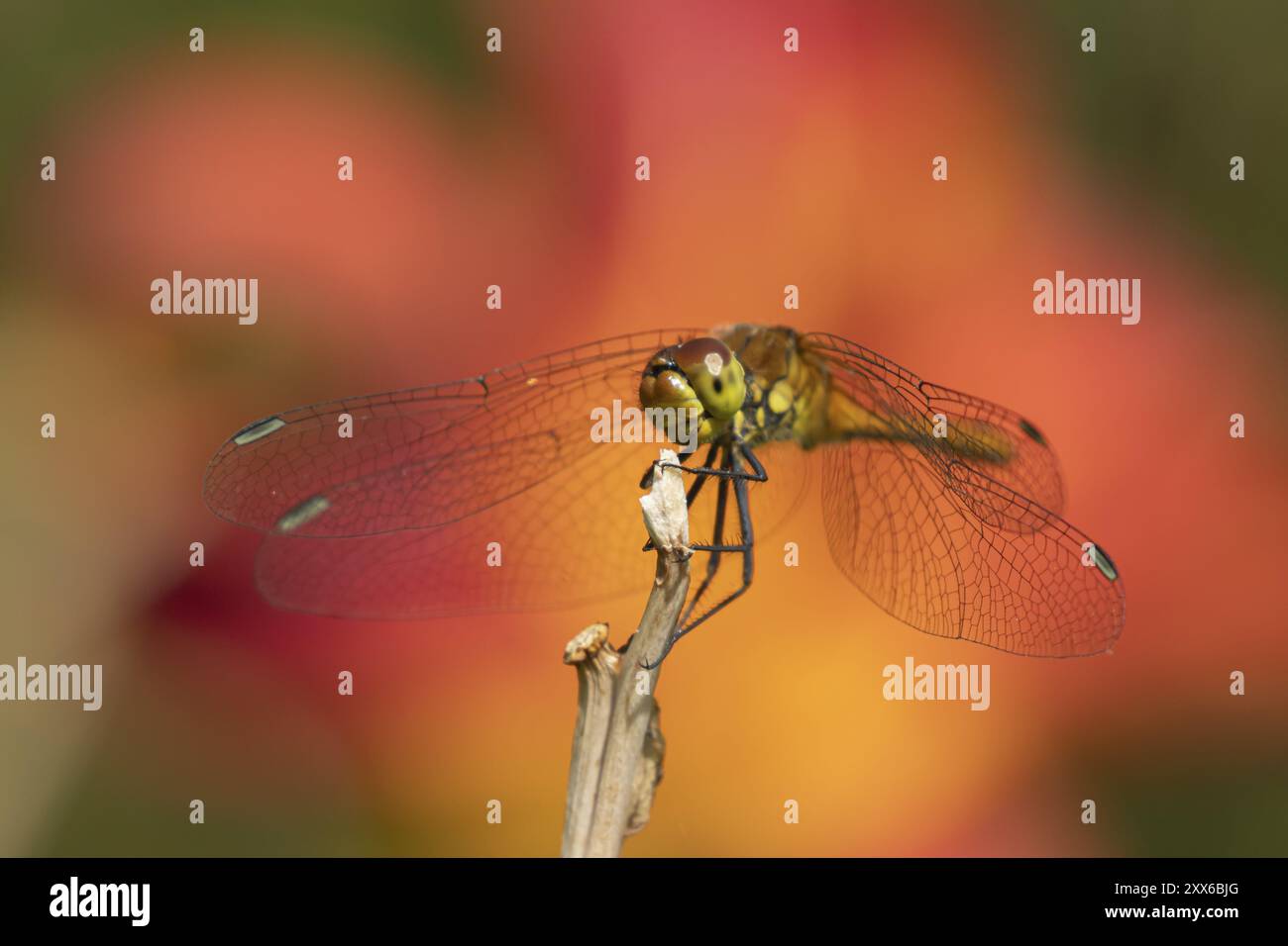 Libellule dard commun (Sympetrum striolatum) insecte femelle adulte reposant sur une tige de plante de jardin, Suffolk, Angleterre, Royaume-Uni, Europe Banque D'Images