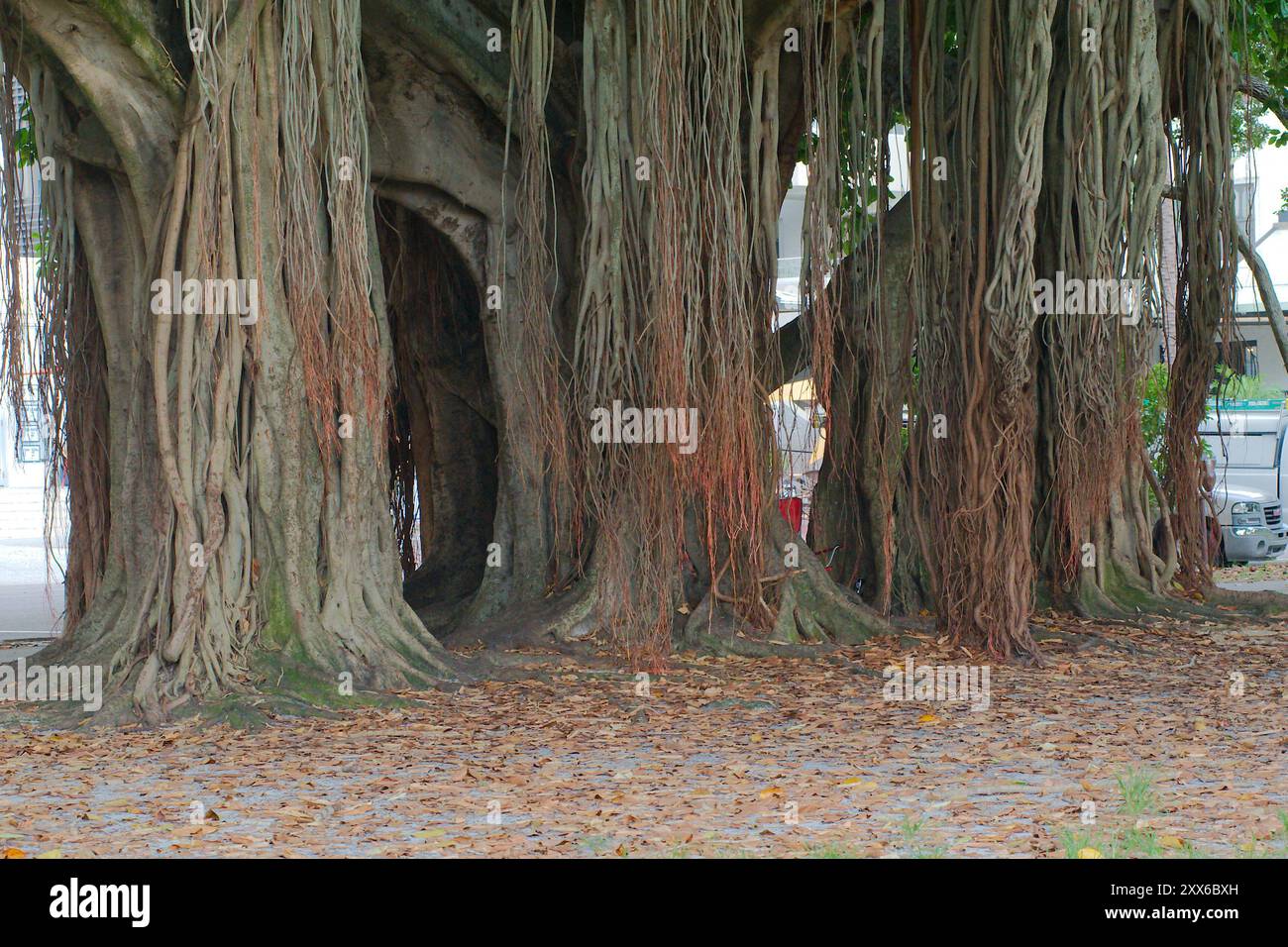 Fermer vue large Grand arbre banyan tôt le matin soleil et ombre à North Straub Park caractérisé Petersburg, FL. Tronc brun et racines membres pendants vers le bas Banque D'Images