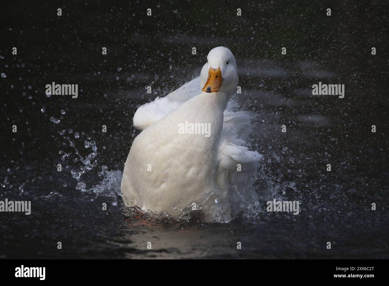 pekin blanc (Anas platyrhynchos domesticus) canard domestiqué oiseau de ferme baignant dans un lac, Angleterre, Royaume-Uni, Europe Banque D'Images