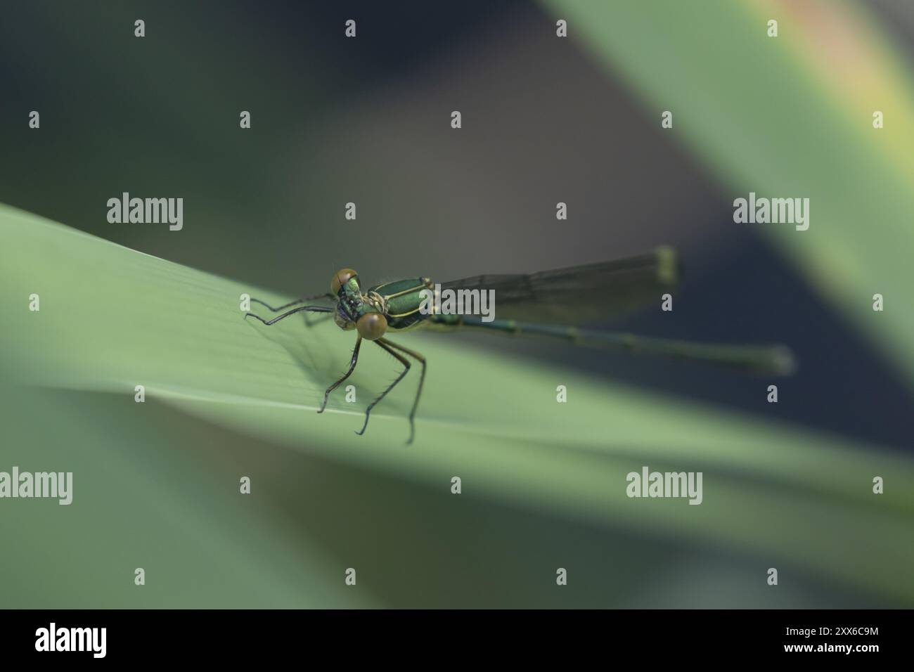 Insecte femelle adulte de la demoiselle émeraude (Lestes sponsa) reposant sur une feuille de roseau, Suffolk, Angleterre, Royaume-Uni, Europe Banque D'Images
