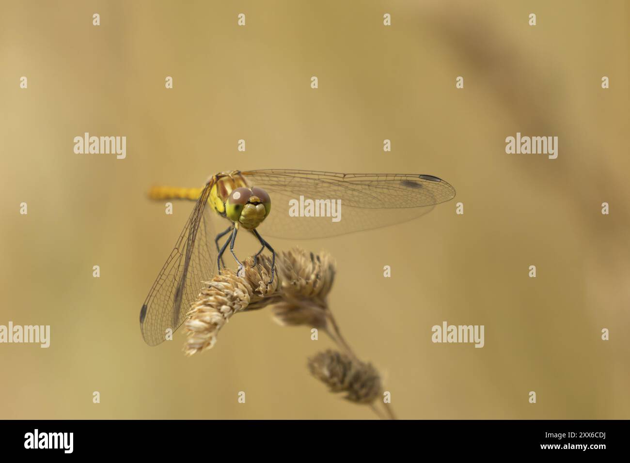Libellule dard commun (Sympetrum striolatum) insecte adulte reposant sur une tête de semis de plante d'herbe, Suffolk, Angleterre, Royaume-Uni, Europe Banque D'Images