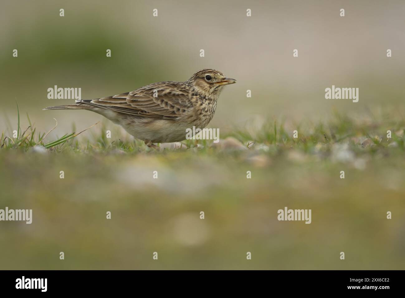 Skylark eurasien (Alauda arvensis) oiseau adulte se nourrissant sur les prairies, Suffolk, Angleterre, Royaume-Uni, Europe Banque D'Images