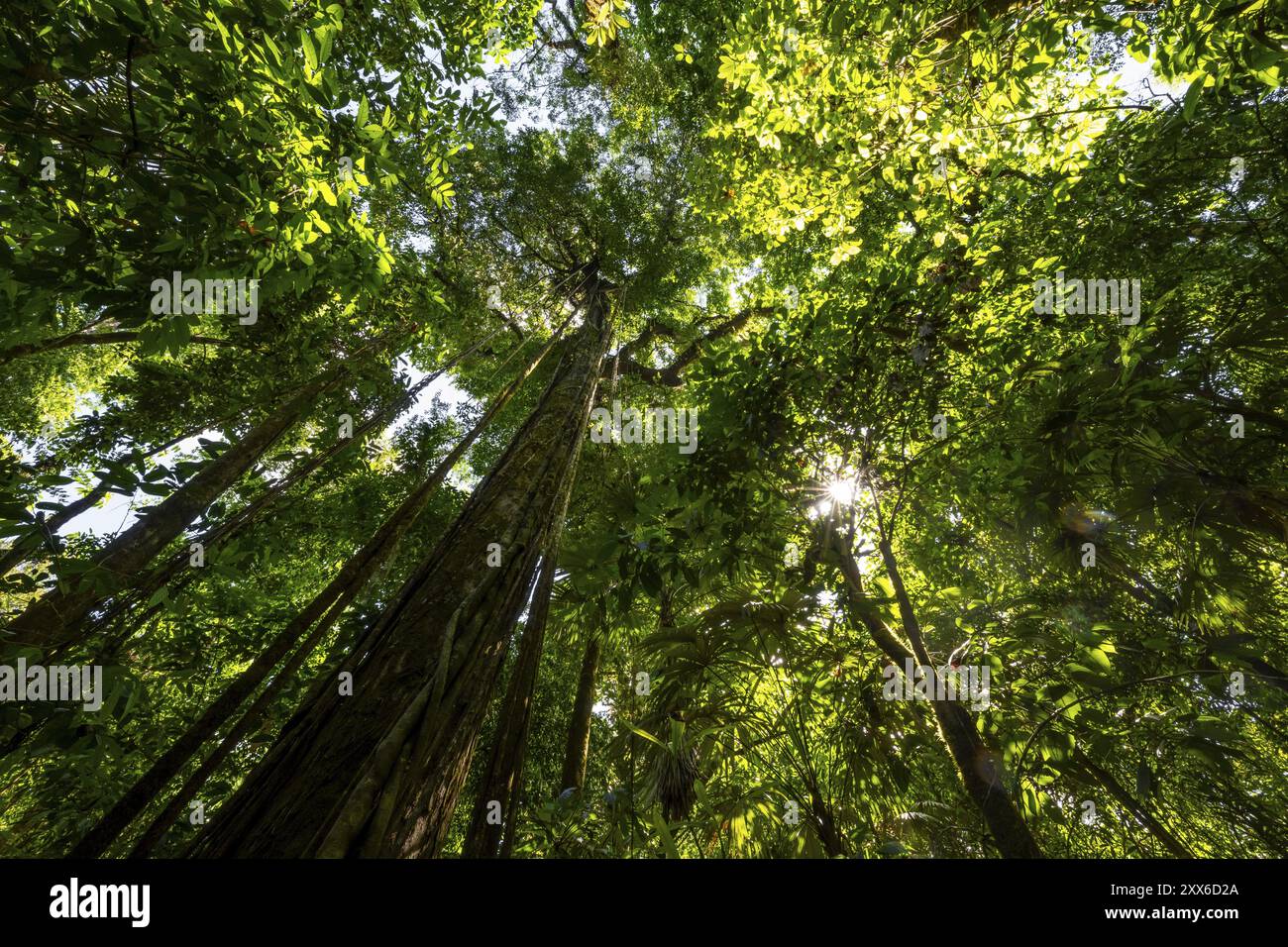 Végétation dense dans la forêt tropicale humide, racines d'une figue étrangleuse sur un arbre, vue vers le haut, parc national du Corcovado, Osa, province de Puntarena, Costa Banque D'Images