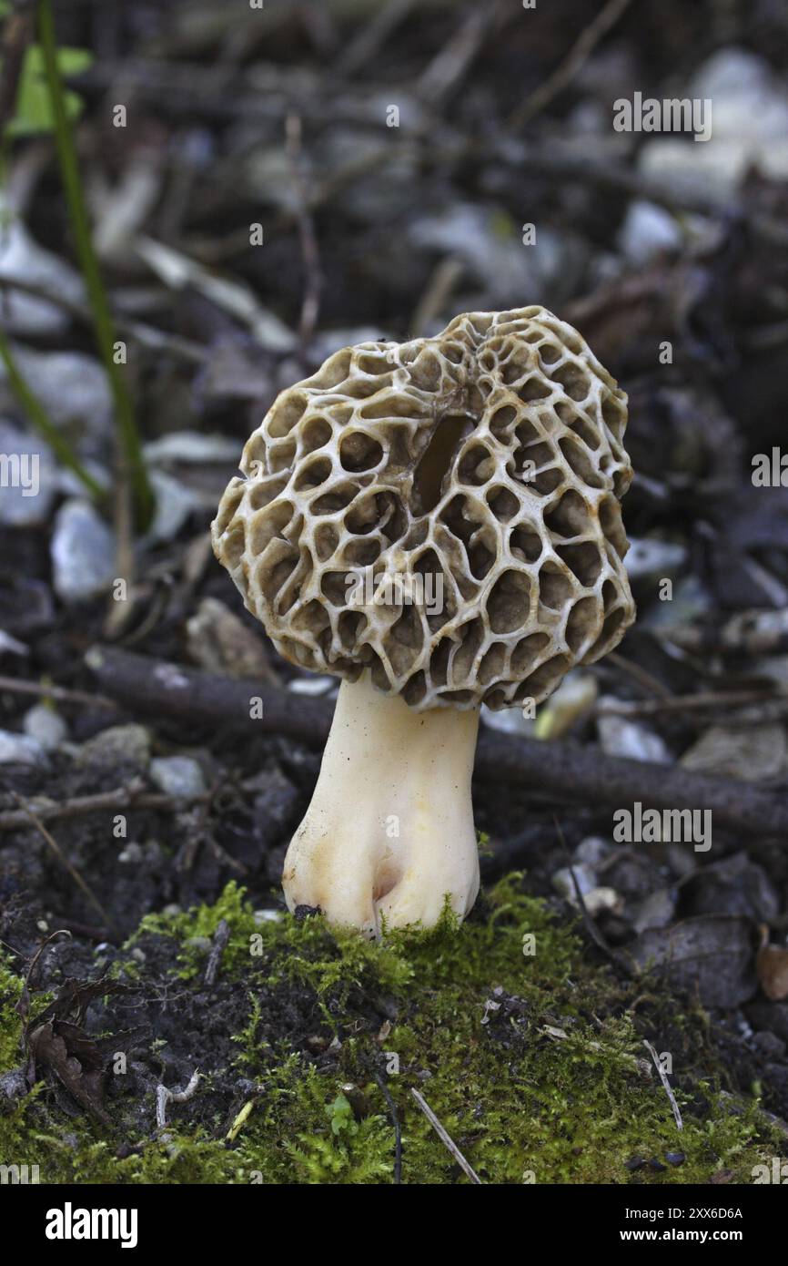 Morille comestible, Morchella esculenta, morille commune Banque D'Images