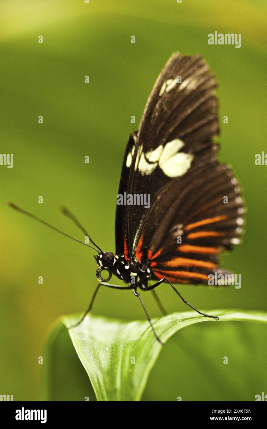 Facteur rouge (Heliconius erato) Banque D'Images