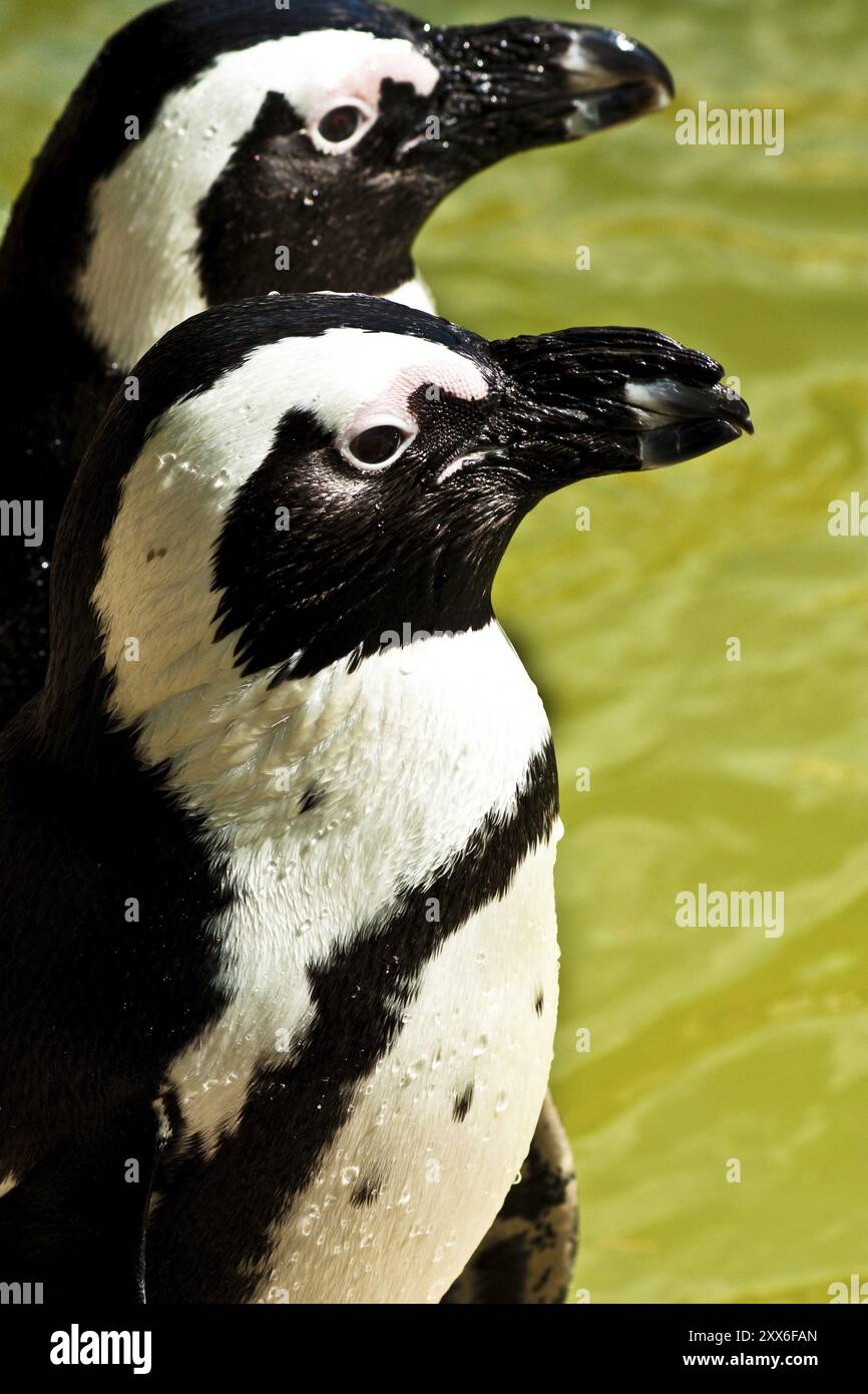 Manchots africains, habitat des îles de manchots de Namibie à la côte est sud-africaine près de Natal Banque D'Images