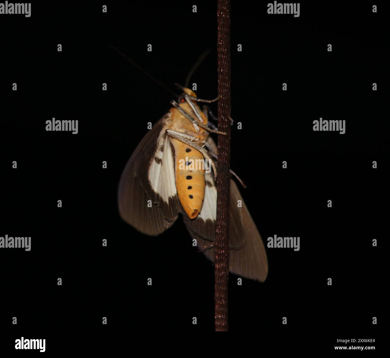 Papillon brun du soir commun aux Philippines Banque D'Images