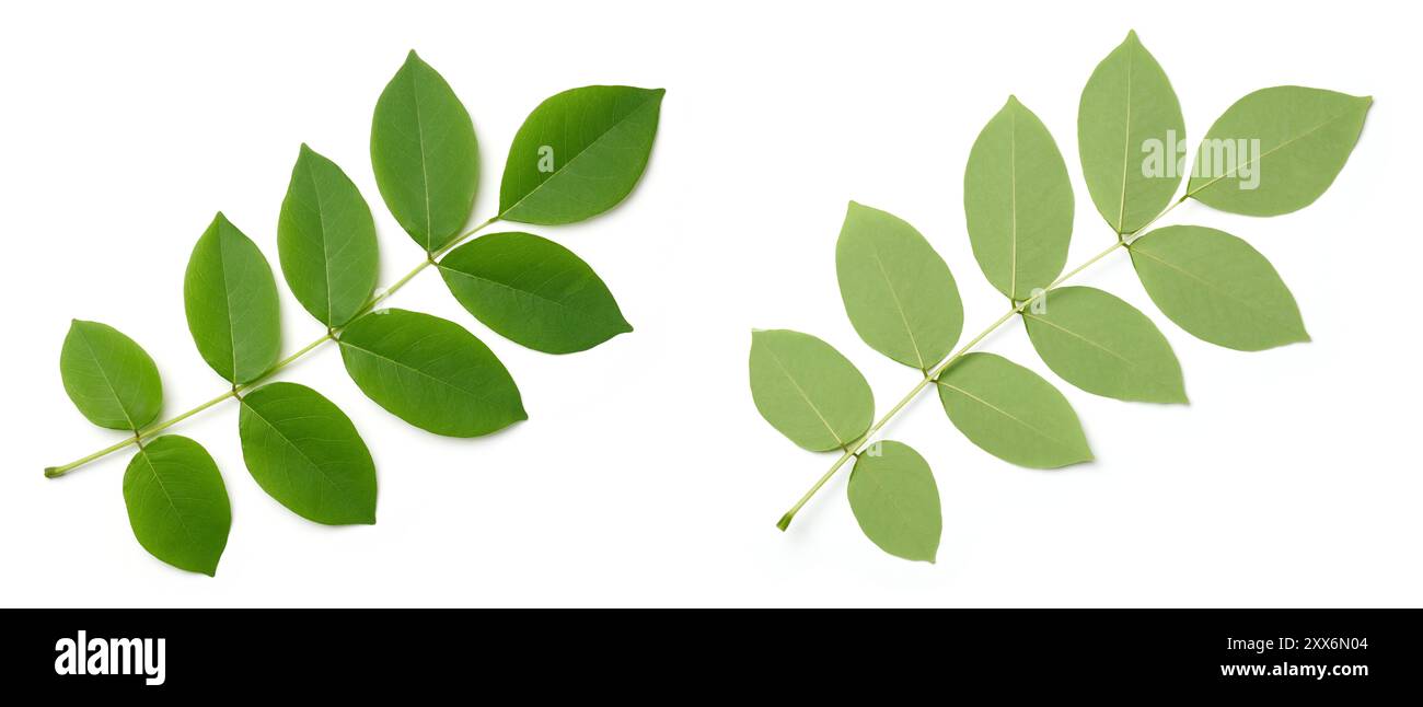 kakawate ou madre de cacao plante feuillage blanc isolé, feuilles d'arbre tropical précieux utilisé comme clôture vivante ou arbre d'ombrage pour le café, le thé Banque D'Images