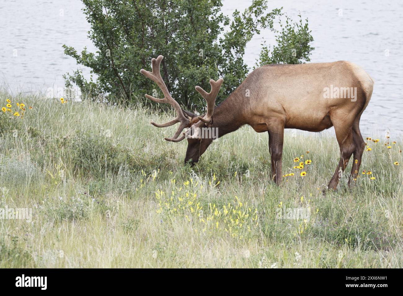 Cerf Wapiti en bast Banque D'Images