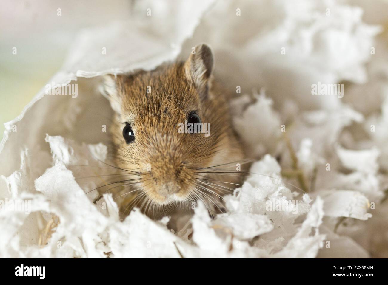 Gerbille mongole (Meriones) Banque D'Images