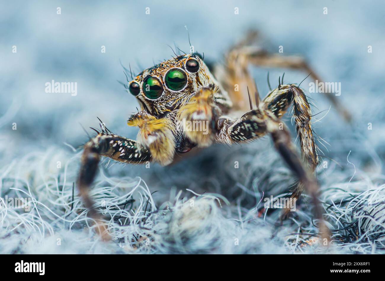 Gros plan une araignée sautante debout sur un tapis, photo macro d'insecte. Banque D'Images