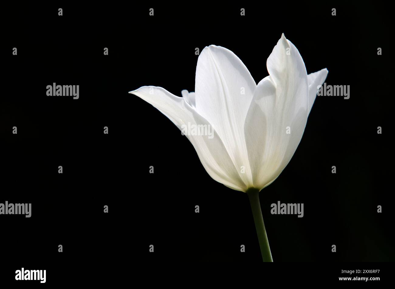 Tulipe (tulipa), blanc, rogné, tulipe Banque D'Images