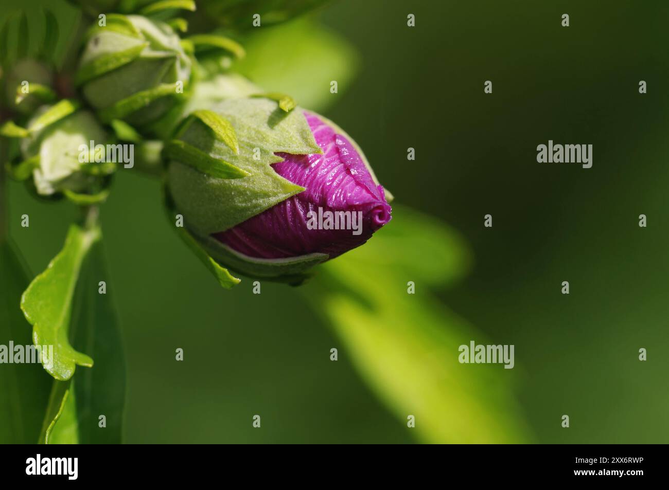 Rose de sharon (hibiscus syriacus) Banque D'Images