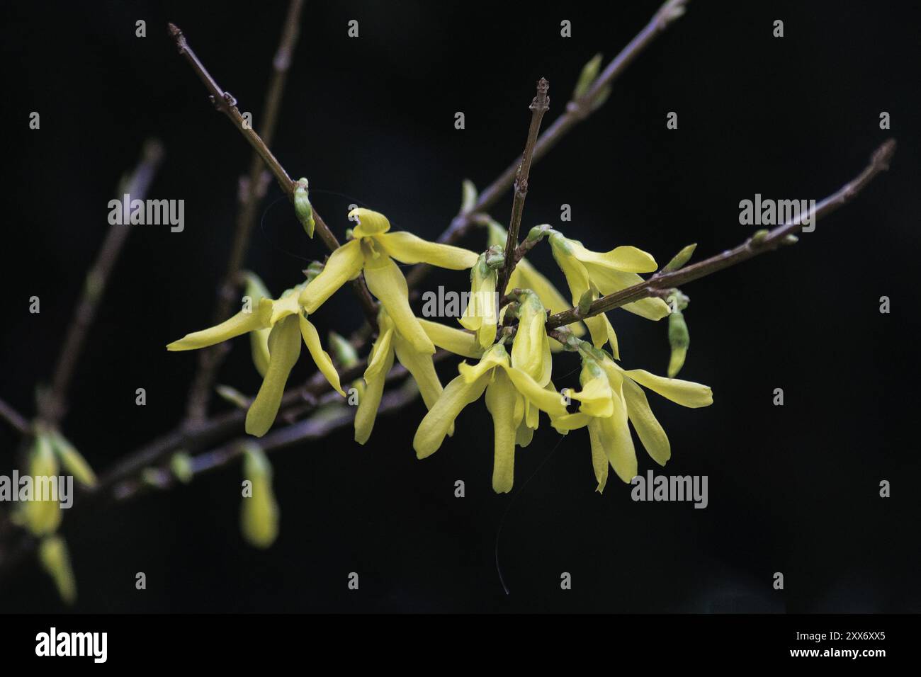 Plan macro Deatiled de fleurs de forsythia jaunes et un fond noir Banque D'Images