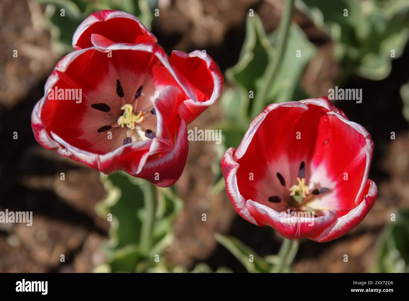 Gros plan de l'intérieur des tulipes rouge et blanche de Kung Fu Banque D'Images