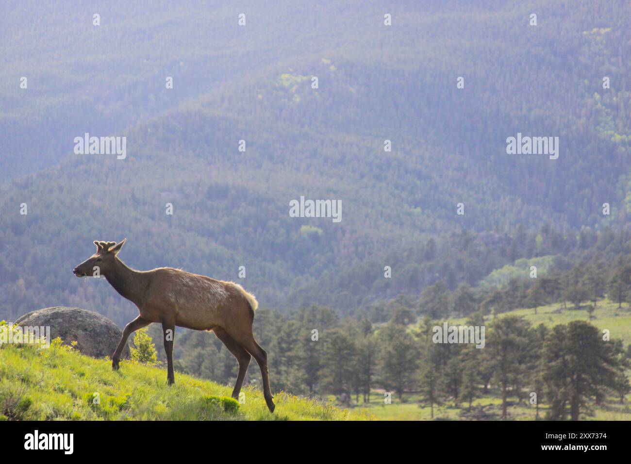 Elk marchant jusqu'à la montagne Banque D'Images