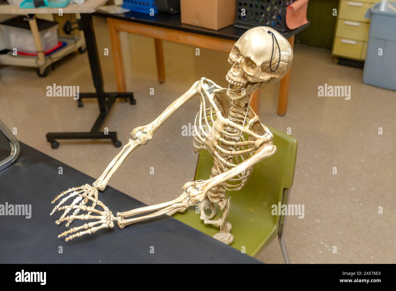 Squelette assis sur une chaise dans une salle de classe scientifique typique. Banque D'Images