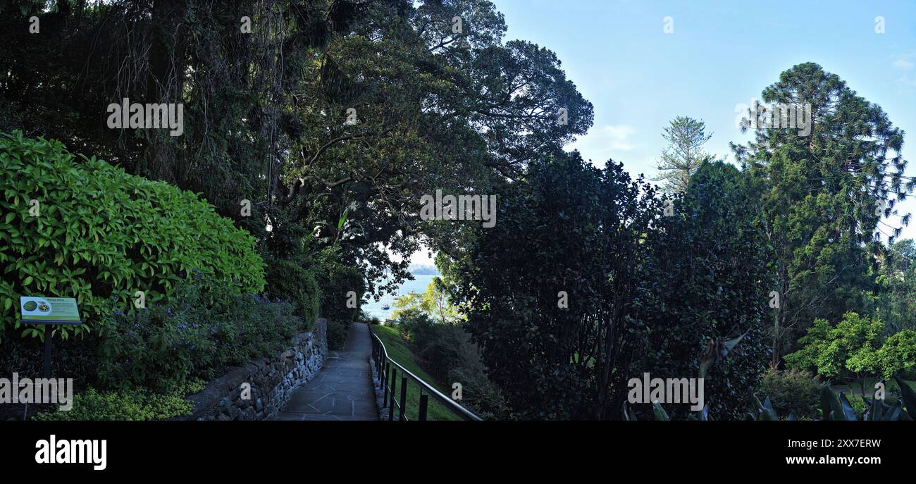 Panorama des jardins de Blackburn sur le port de Sydney, des figuiers de Moreton Bay vieux de 150 ans et des pins Kauri dans ce jardin historique de double Bay Banque D'Images