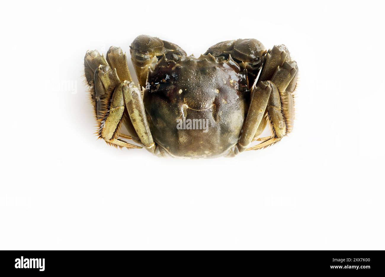 Moufles chinoises de Shanghai ou crabe laitier ou crabe de crin de cheval, réfrigérateur réfrigéré non cuit, eau douce, fruits de mer de saison délicats d'automne, gros plan isolé Banque D'Images