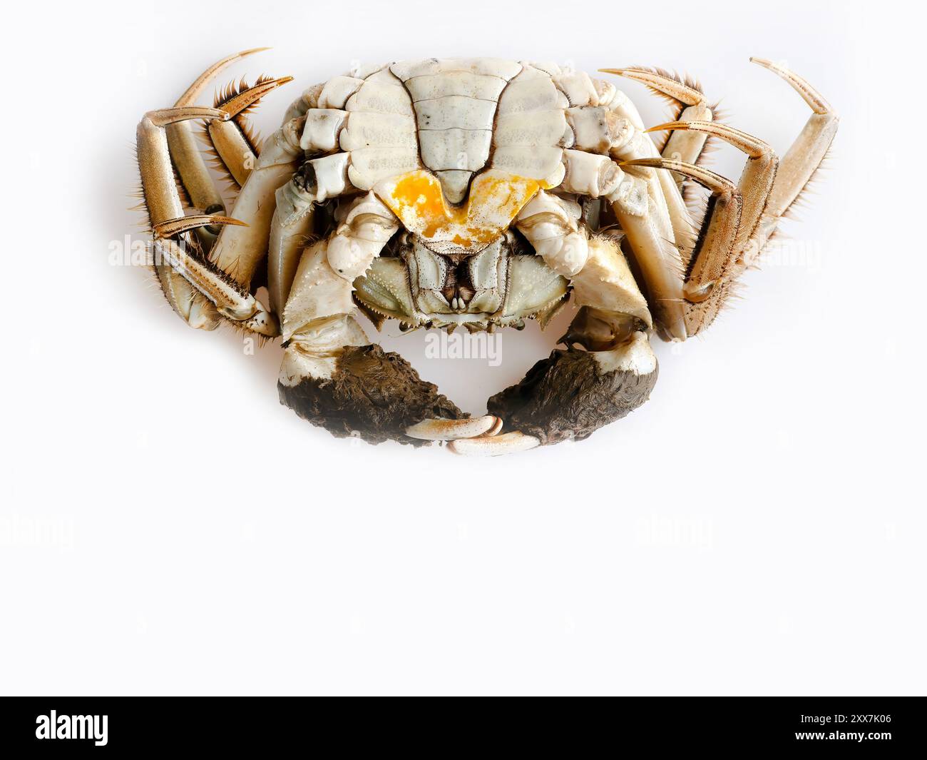 Moufles chinoises de Shanghai ou crabe laitier ou crabe de crin de cheval, réfrigérateur réfrigéré non cuit, eau douce, fruits de mer de saison délicats d'automne, gros plan isolé Banque D'Images