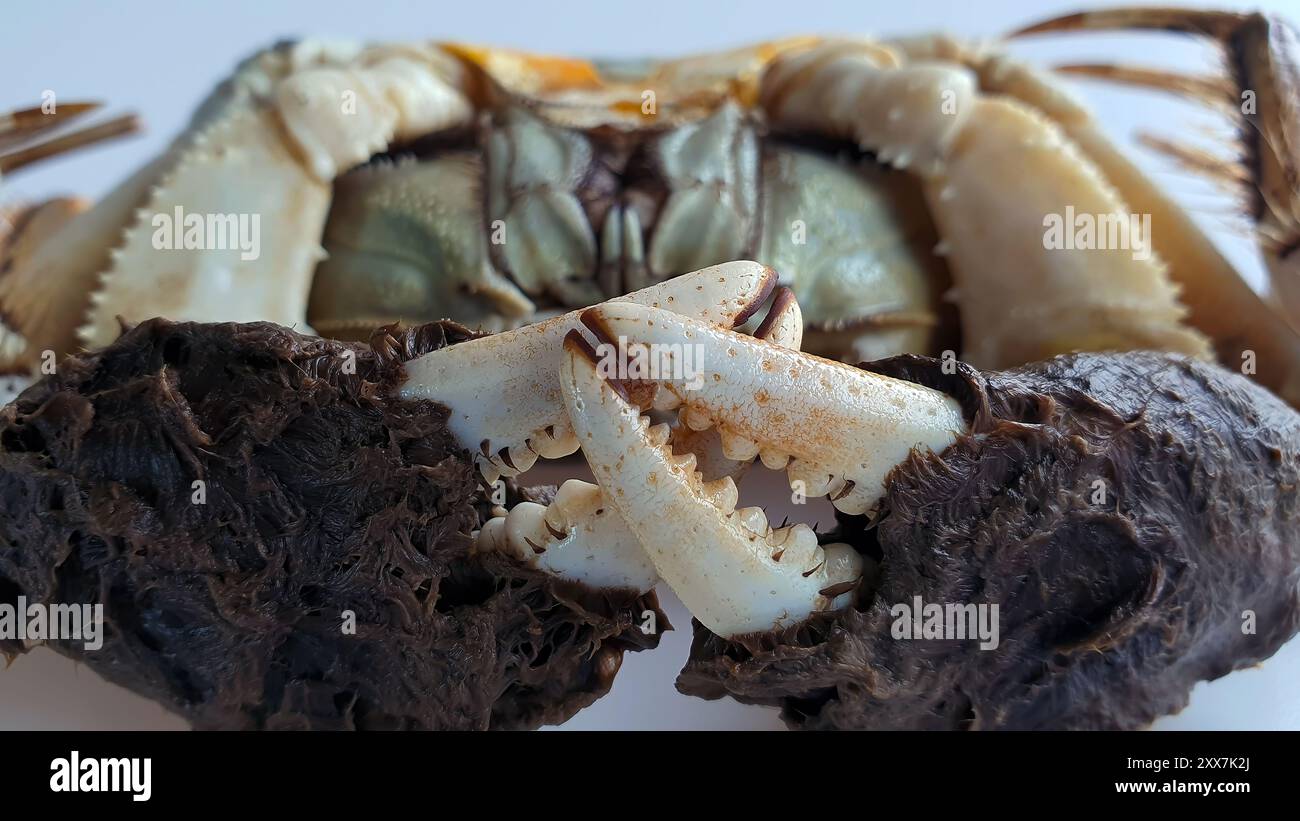 Moufles chinoises de Shanghai ou crabe laitier ou crabe de crin de cheval, réfrigérateur réfrigéré non cuit, eau douce, fruits de mer de saison délicats d'automne, gros plan isolé Banque D'Images