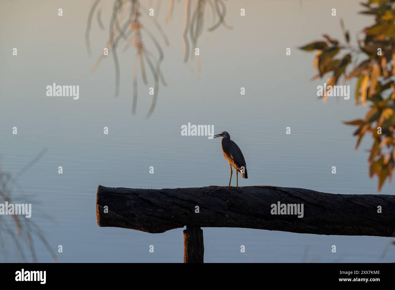 Un héron solitaire, silhouetté, à face blanche est perché sur une bûche encadrée par la végétation locale et les eaux parfaitement calmes du lac Dunn, en Australie. Banque D'Images