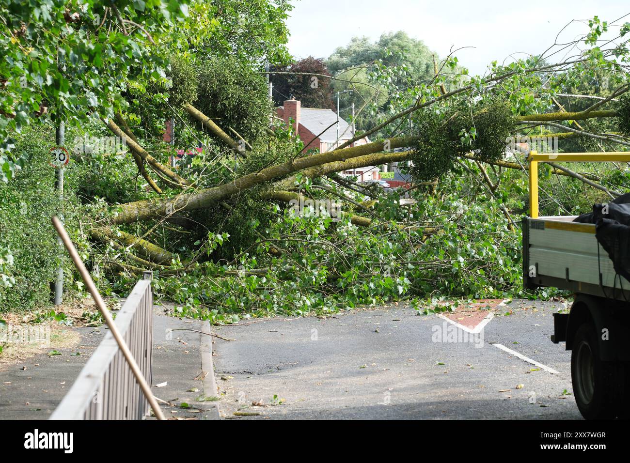 Hereford, Herefordshire, Royaume-Uni – vendredi 23 août 2024 – Météo britannique – des vents forts de la nuit de la tempête Lilian ont fait tomber un arbre de l’autre côté de la route à Aylestone Hill, Hereford – L’arbre est tombé sur plusieurs lignes électriques coupant l’alimentation des maisons et des entreprises voisines – photo prise à 09h15 alors que les équipes de déminage attendent que les travailleurs de l’électricité s’occupent des lignes électriques tendues - photo Steven May / Alamy Live News Banque D'Images