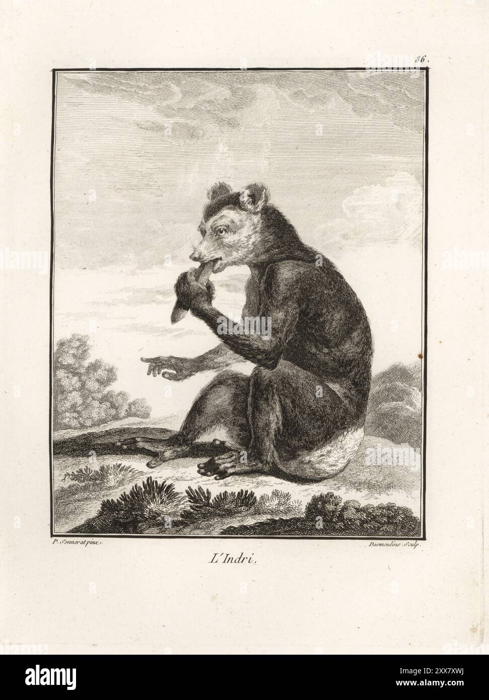 Indri ou babakoto, Indri indri. En danger critique d'extinction. Espèces de lémuriens originaires de Madagascar. L'Indri. Gravure sur cuivre de Desmoulins d'après une illustration de Pierre Sonnerat tirée de son voyage aux Indes orientales et à la Chine (voyage aux Indes orientales et en Chine, Dentu, Paris, 1806). Banque D'Images