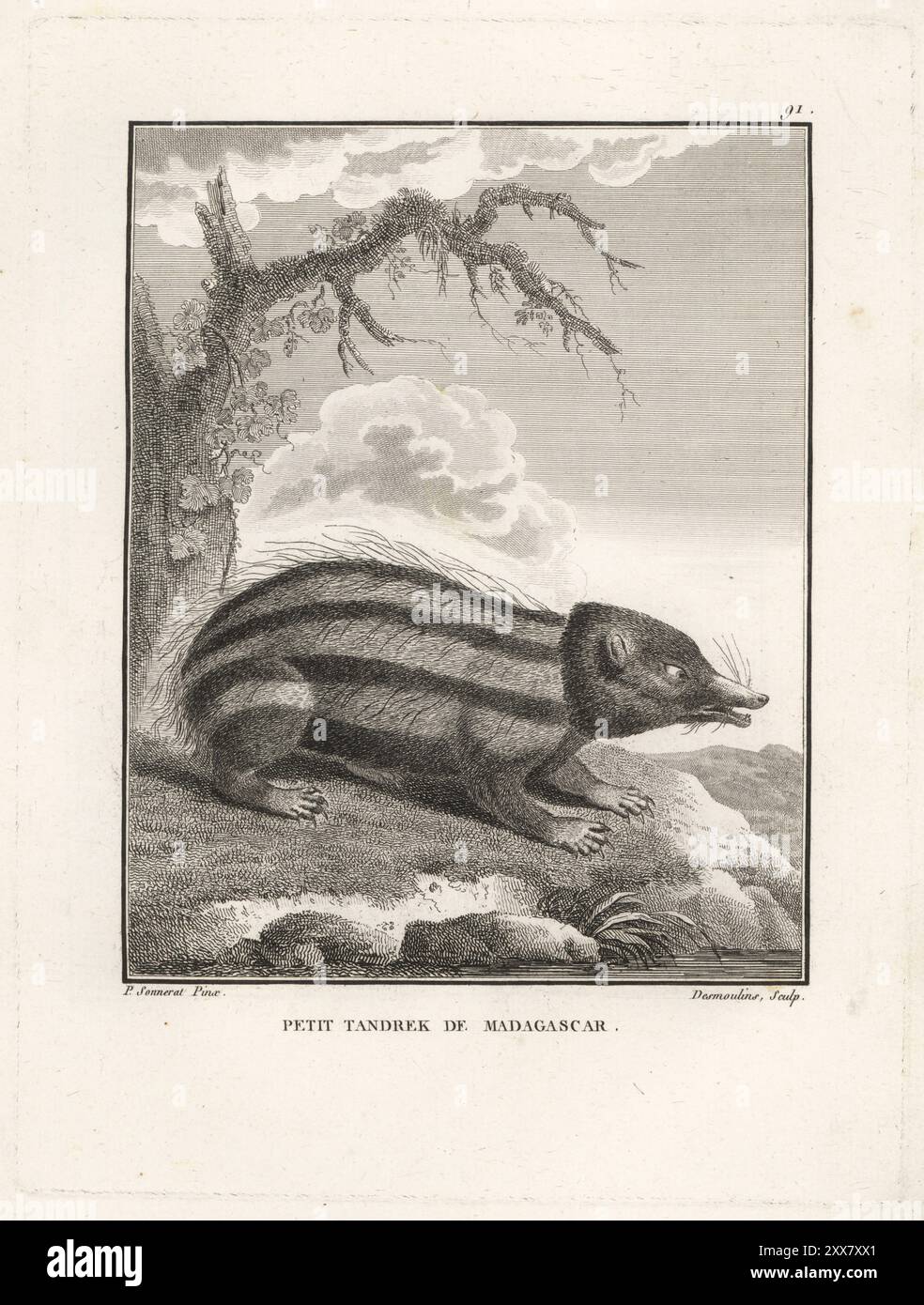 Tenrec strié de plaine, Hemicentetes semispinosus. Petit tandrek de Madagascar, Erinaceus setosus. Gravure sur cuivre de Desmoulins d'après une illustration de Pierre Sonnerat tirée de son voyage aux Indes orientales et à la Chine (voyage aux Indes orientales et en Chine, Dentu, Paris, 1806). Banque D'Images