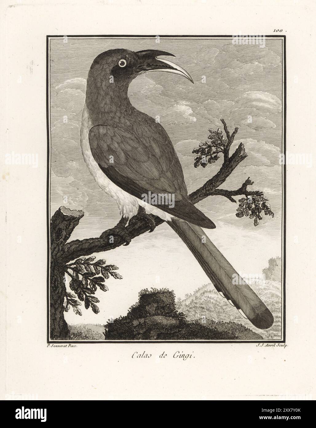 Hornbill gris indien, Ocyceros birostris. Calao de Gingi. Gravure sur cuivre de J. J. avril d'après une illustration de Pierre Sonnerat tirée de son voyage aux Indes orientales et à la Chine (voyage aux Indes orientales et en Chine, Dentu, Paris, 1806). Banque D'Images
