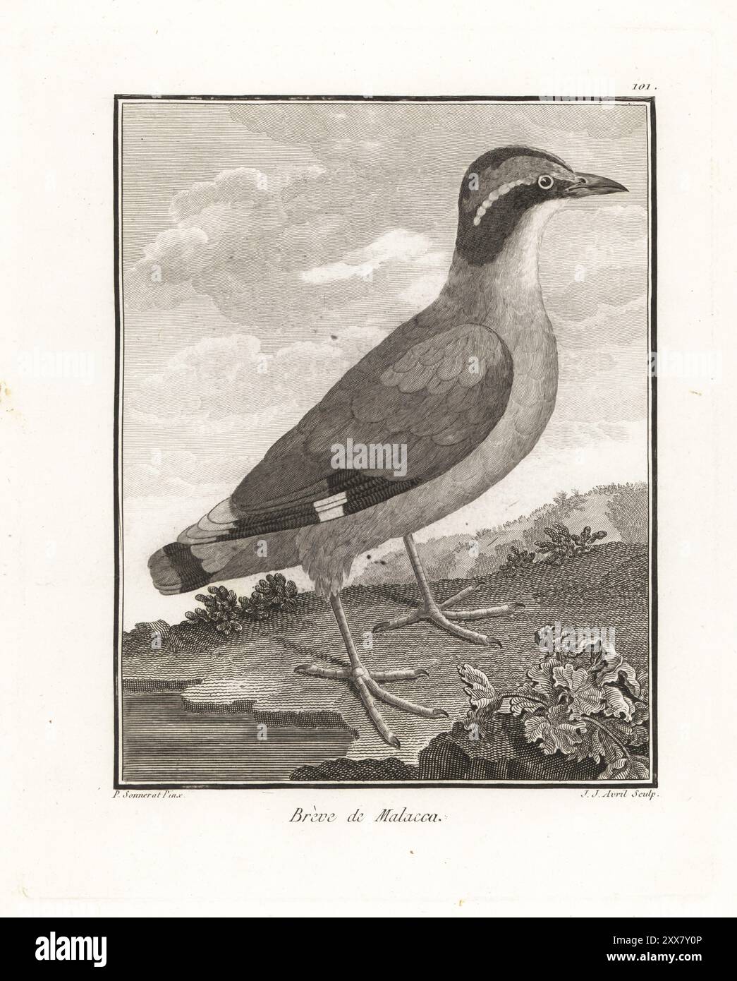 Pitta à ailes bleues, Pitta moluccensis. Breve de Malacca, Turdus malaccensis. Gravure sur cuivre de J. J. avril d'après une illustration de Pierre Sonnerat tirée de son voyage aux Indes orientales et à la Chine (voyage aux Indes orientales et en Chine, Dentu, Paris, 1806). Banque D'Images