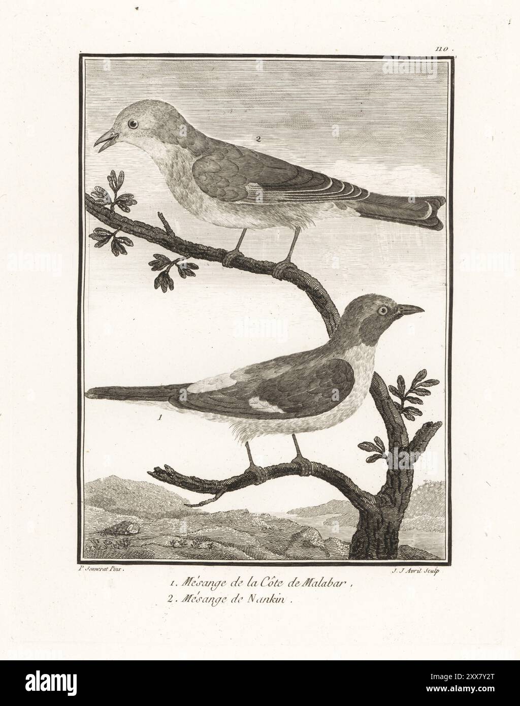 Petit minivet, Pericrocotus cinnamomeus peregrinus 1, et Leiothrix à bec rouge, Leiothrix lutea 2. Mesange de la cote de Malabar 1, mesange de Nankin. Gravure sur cuivre de J. J. avril d'après une illustration de Pierre Sonnerat tirée de son voyage aux Indes orientales et à la Chine (voyage aux Indes orientales et en Chine, Dentu, Paris, 1806). Banque D'Images