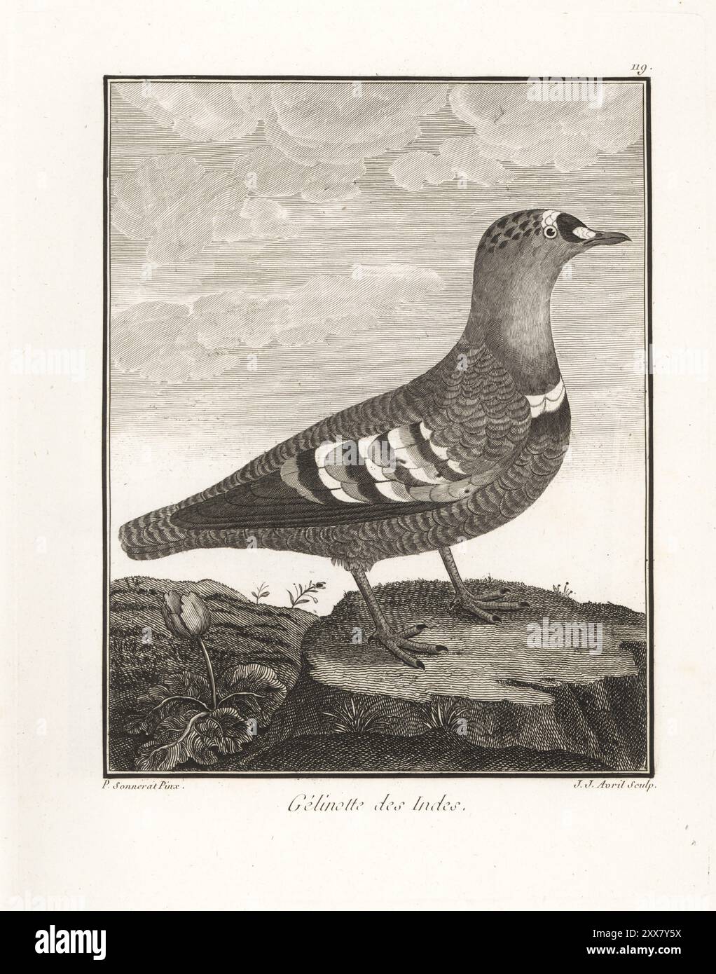 Pterocles indicus. Tétras indien, Pterocles fasciatus. Gelinotte des Indes. Gravure sur cuivre de J. J. avril d'après une illustration de Pierre Sonnerat tirée de son voyage aux Indes orientales et à la Chine (voyage aux Indes orientales et en Chine, Dentu, Paris, 1806). Banque D'Images